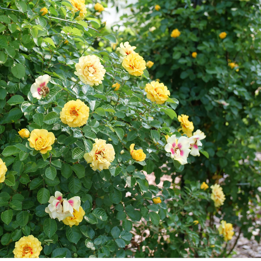 Rise Up® Ringo® Rose