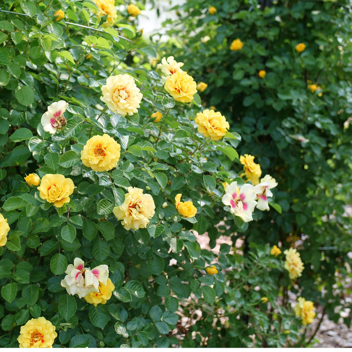 Rise Up® Ringo® Rose