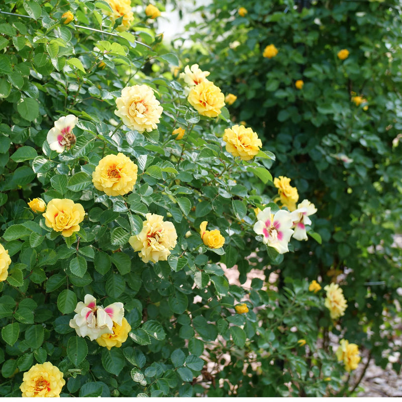 Rose | Rise Up® Ringo® | Proven Winners® Shrubs – Proven Winners Direct™
