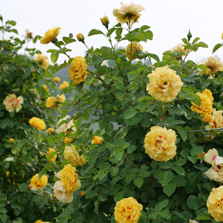 Rise Up® Ringo® Rose