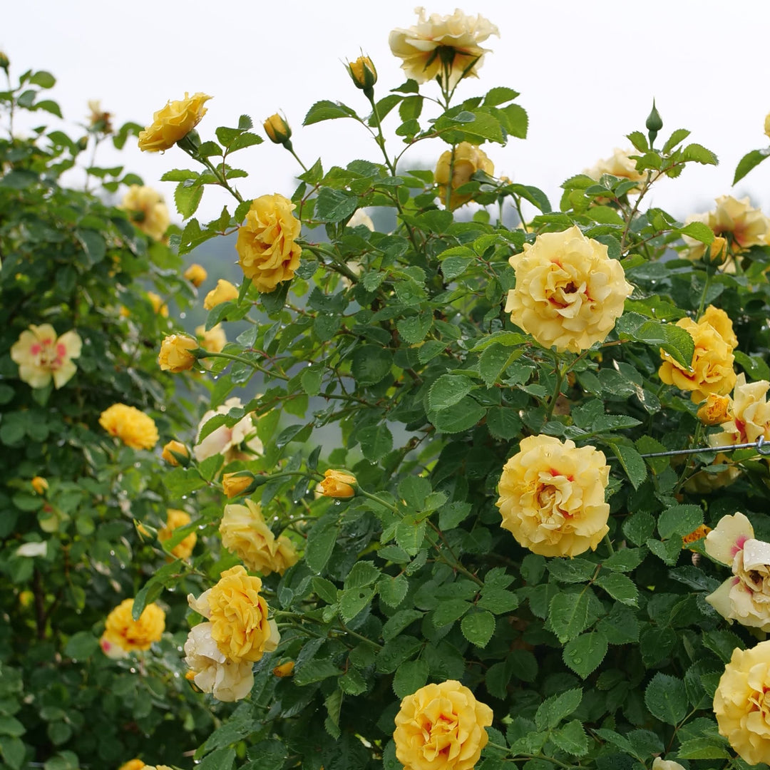Rose | Rise Up® Ringo® | Proven Winners® Shrubs – Proven Winners