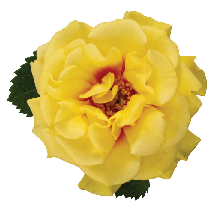 Rise Up® Ringo® Rose