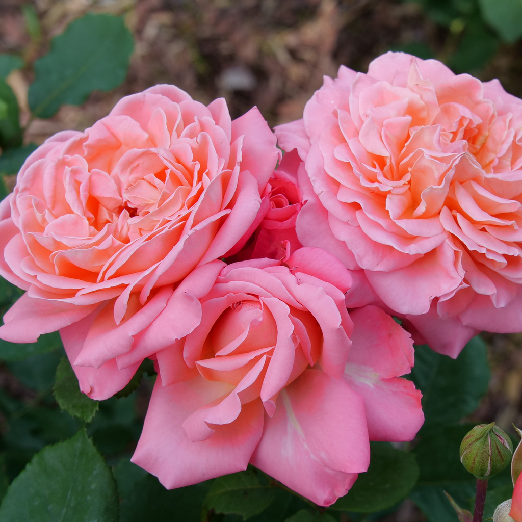 Rose | Reminiscent® Coral | Proven Winners® Shrubs – Proven