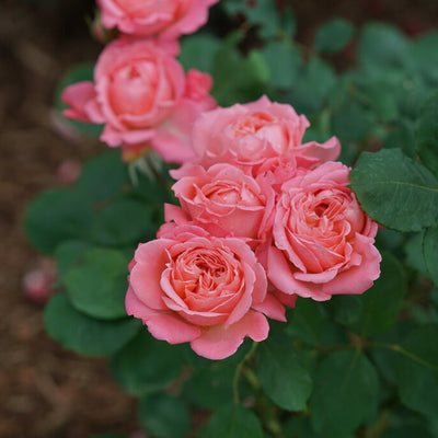 Reminiscent Coral Rose up close.