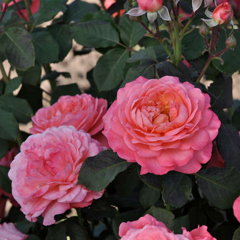 Reminiscent Coral Rose up close.