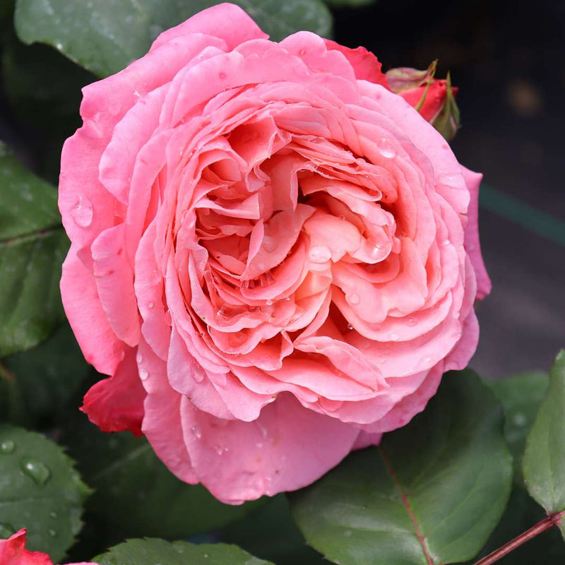 Reminiscent Coral Rose up close.