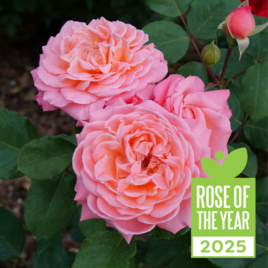 Reminiscent® Coral Rose