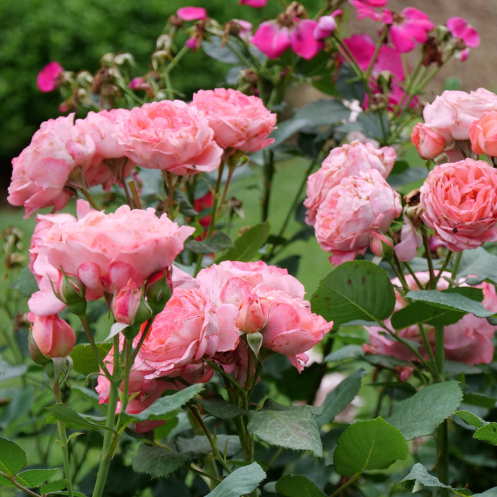 その他 rose Wabara Kaolikazali Garden Rose CA-Grown - 12 stems