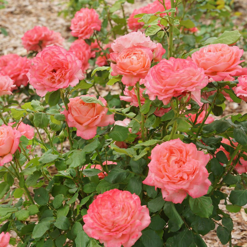 Reminiscent® Coral Rose (Rosa x)