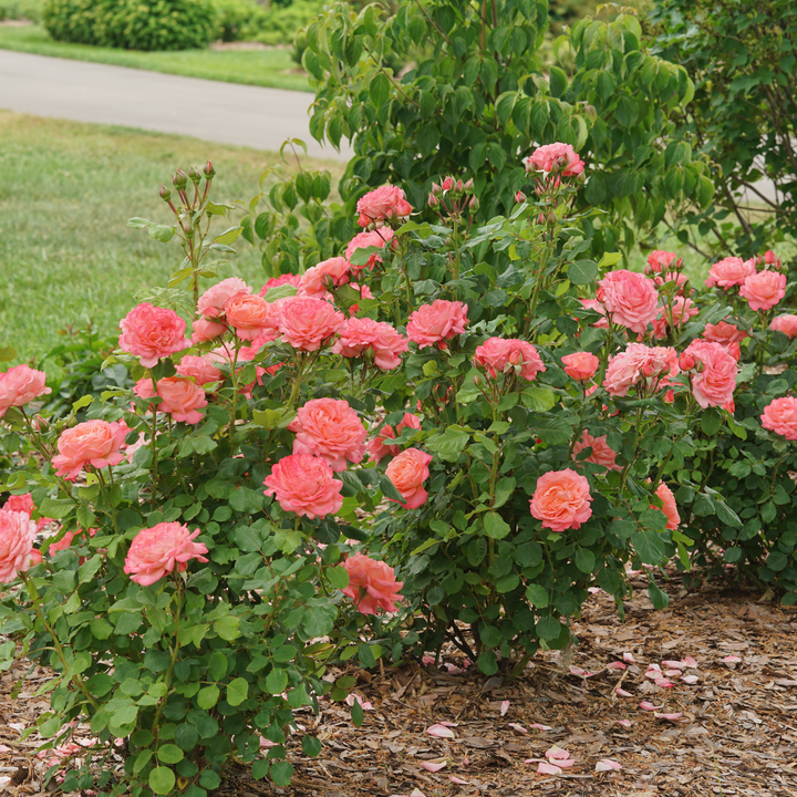 Rose | Reminiscent® Coral | Proven Winners® Shrubs – Proven