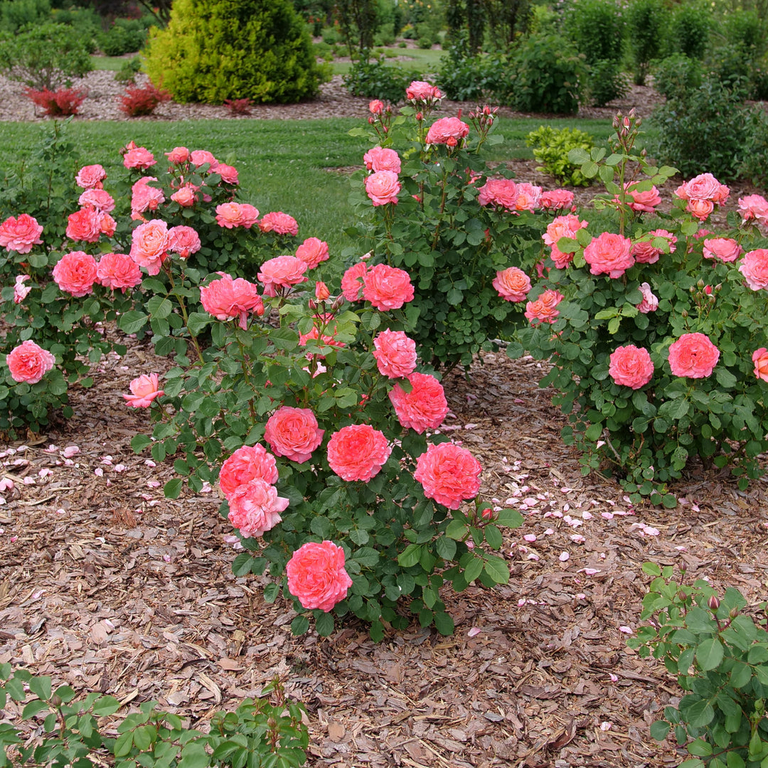 【cristinawaveside】ROSE GALLERY レッドローズ クリスマスギフト特集｜ローズギャラリー