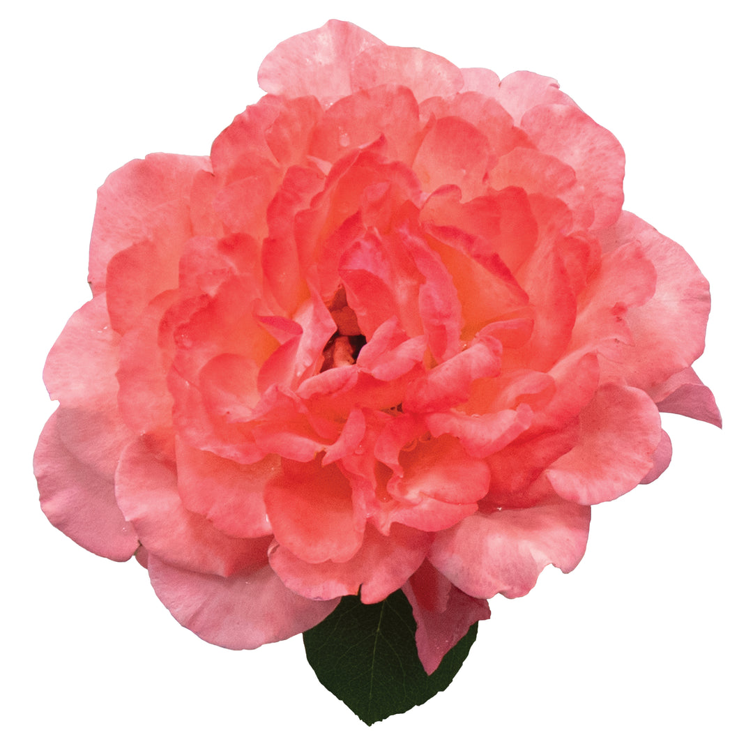 Rose | Reminiscent® Coral | Proven Winners® Shrubs – Proven