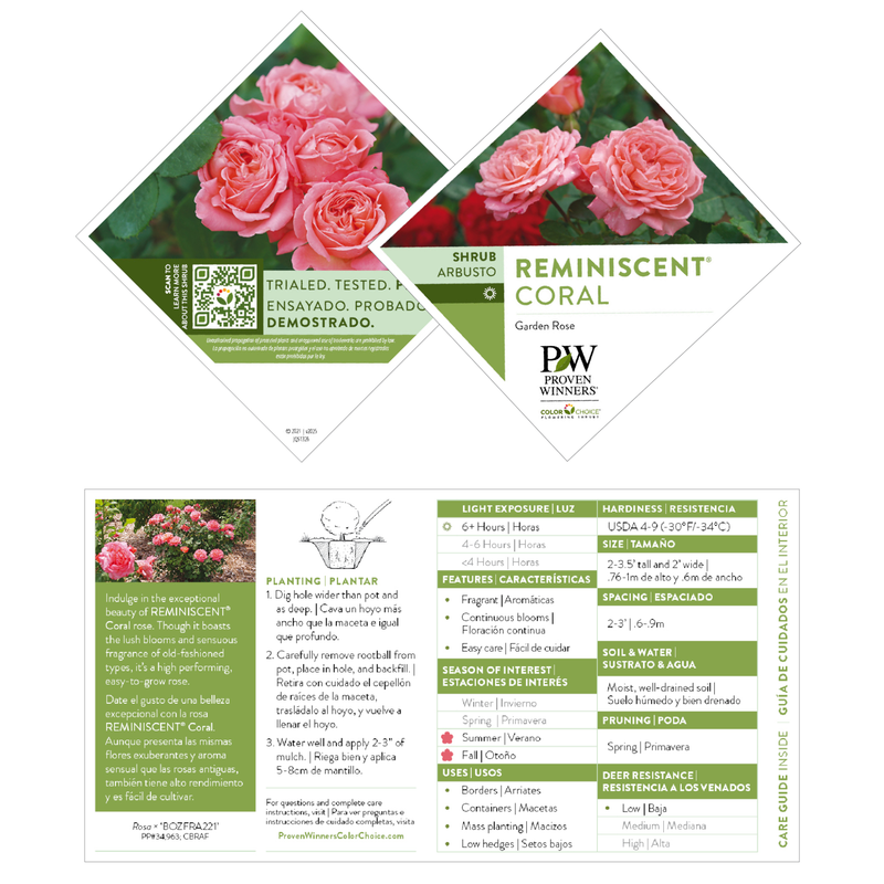 Rose | Reminiscent® Coral | Proven Winners® Shrubs – Proven
