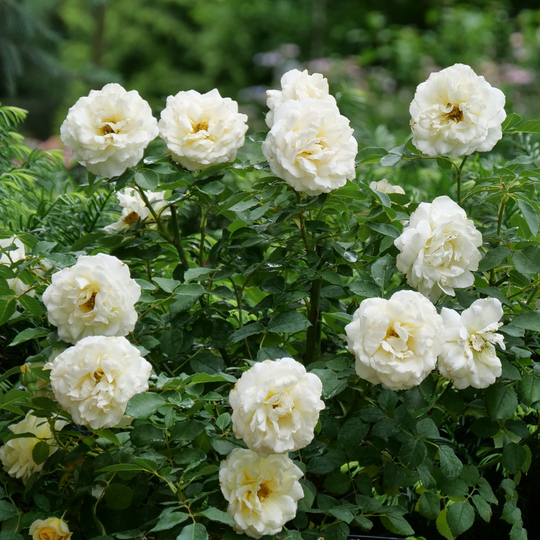 Reminiscent® Crema Rose