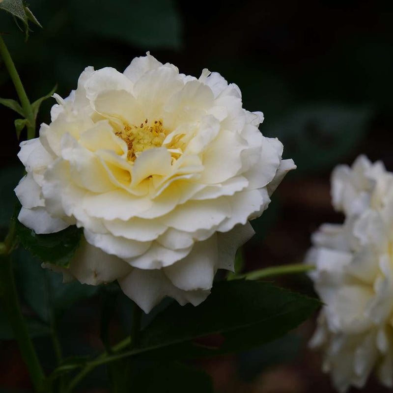 Reminiscent Crema Rose up close.