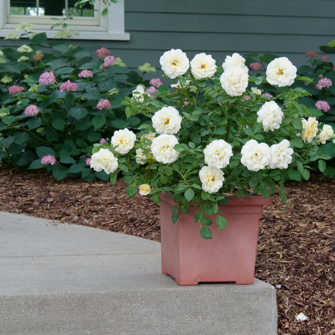 Reminiscent® Crema Rose