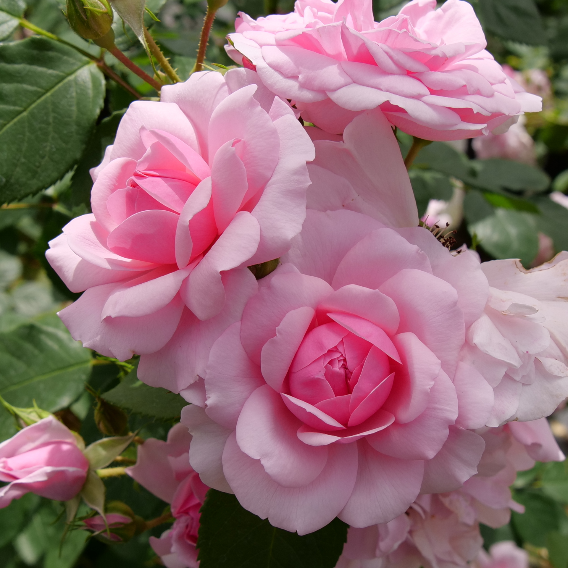 Rose | Reminiscent® Pink | Proven Winners® Shrubs – Proven Winners