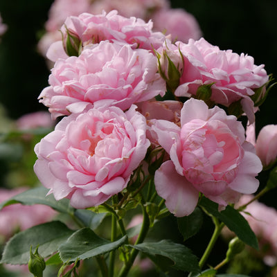 Reminiscent Pink Rose up close.