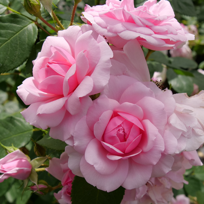 トップス rose Buy Wholesale Topaz Hot Pink Rose in Bulk - FiftyFlowers