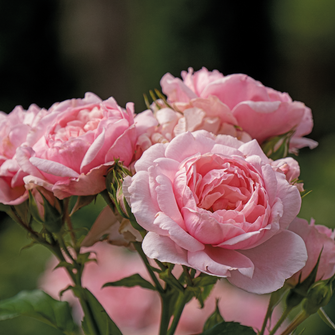 Rose | Reminiscent® Pink | Proven Winners® Shrubs – Proven Winners