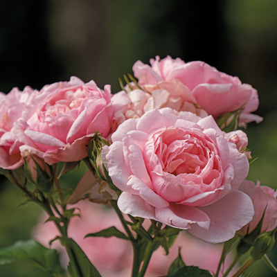 Rose | Reminiscent® Pink | Proven Winners® Shrubs – Proven Winners Direct™