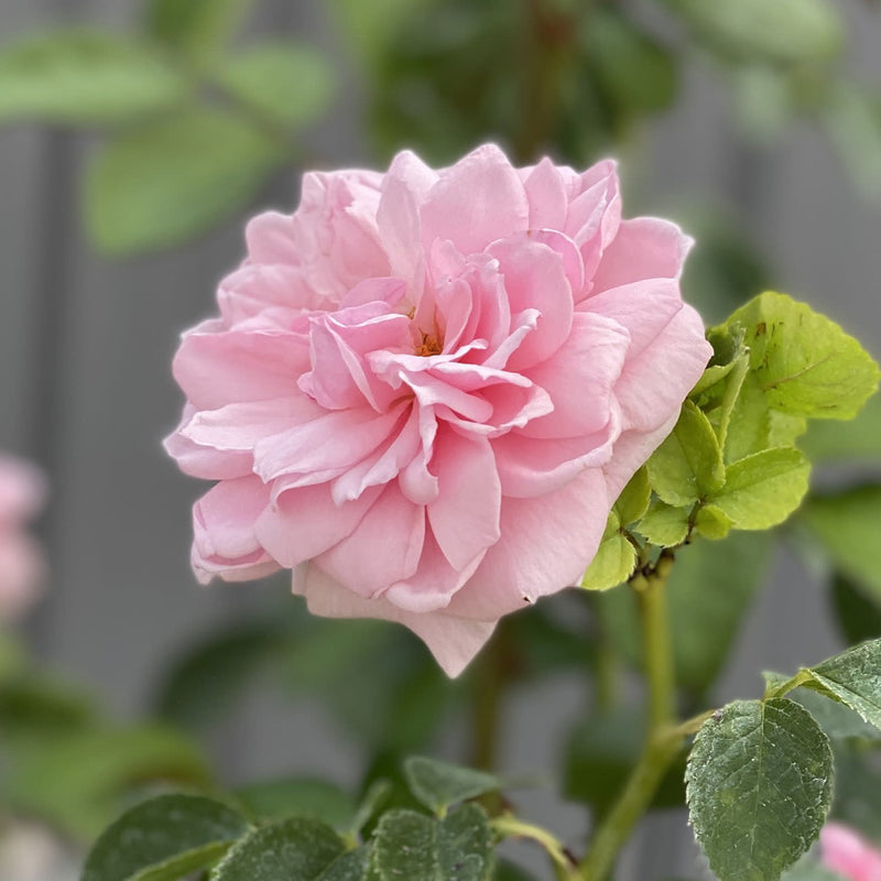 Reminiscent Pink Rose up close.