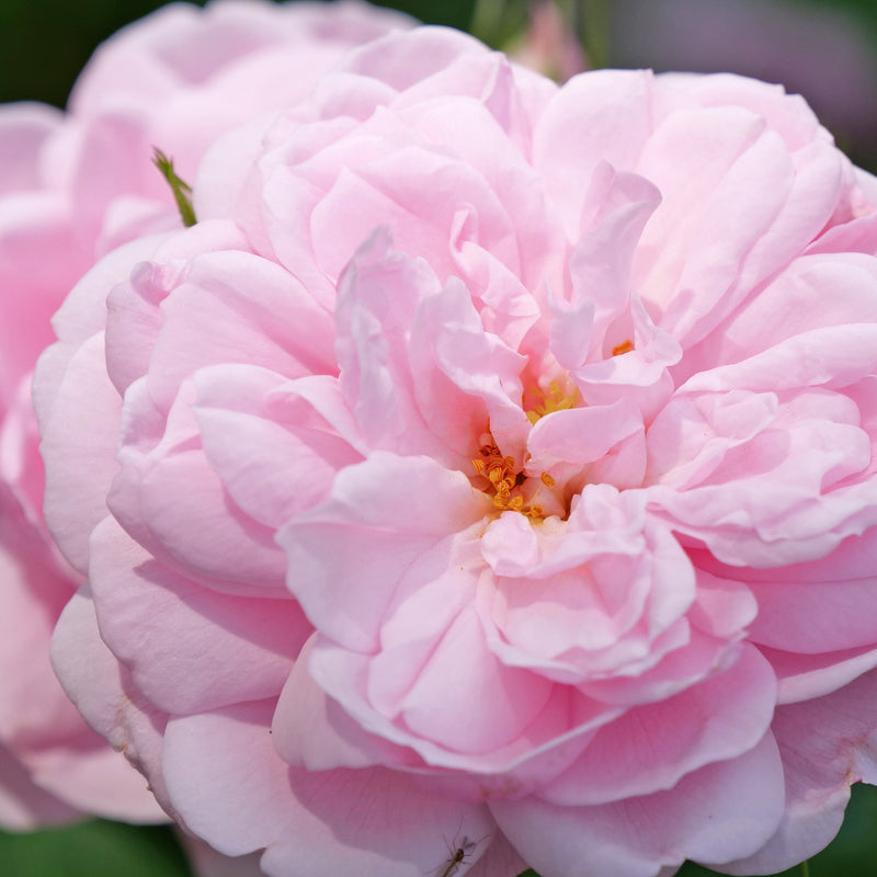 Reminiscent Pink Reminiscent Pink Rose up close.