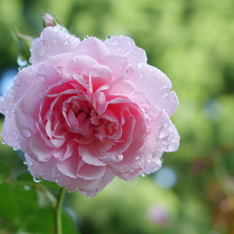 Reminiscent Pink Reminiscent Pink Rose up close.