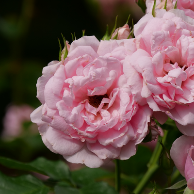 Reminiscent Pink Reminiscent Pink Rose up close.