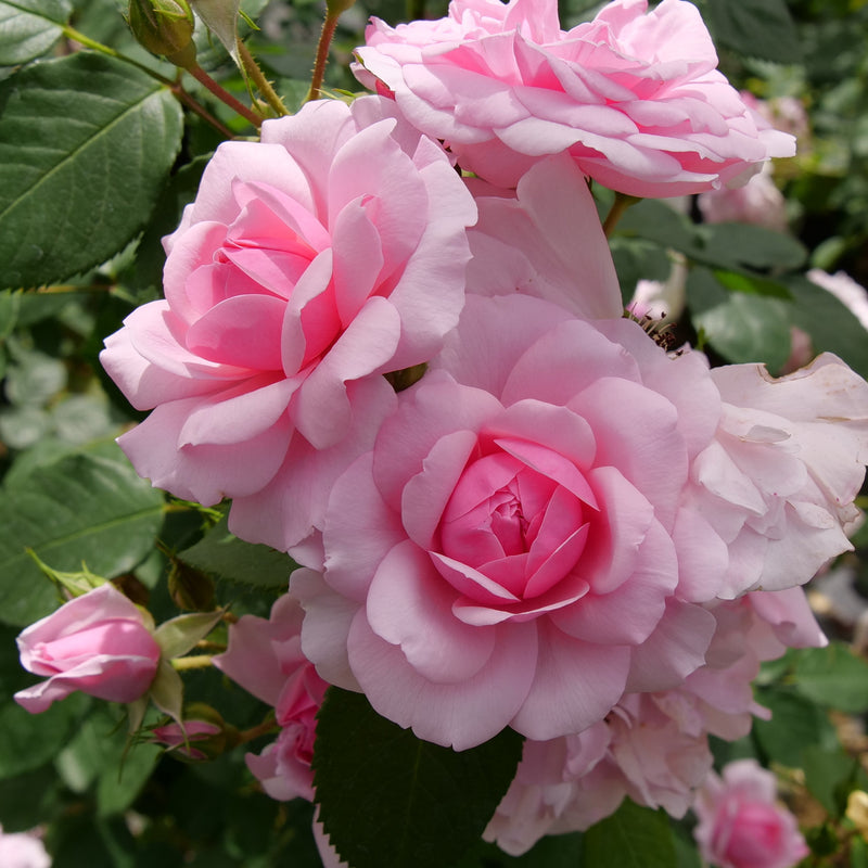 Reminiscent Pink Reminiscent Pink Rose up close.