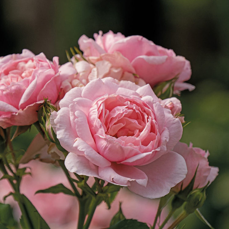 Reminiscent Pink Rose up close.