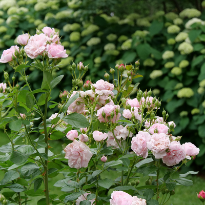 Reminiscent Pink Reminiscent Pink Rose in focus.