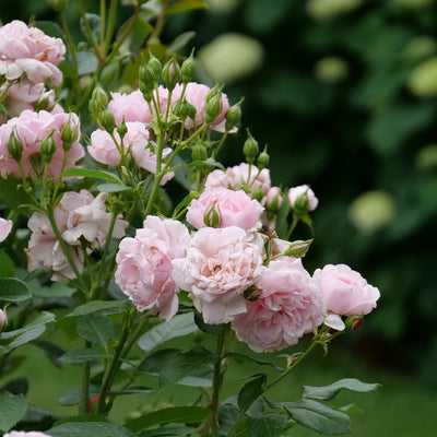 Reminiscent Pink Reminiscent Pink Rose in focus.