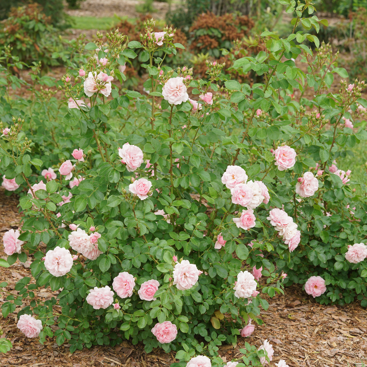 Rose | Reminiscent® Pink | Proven Winners® Shrubs – Proven Winners