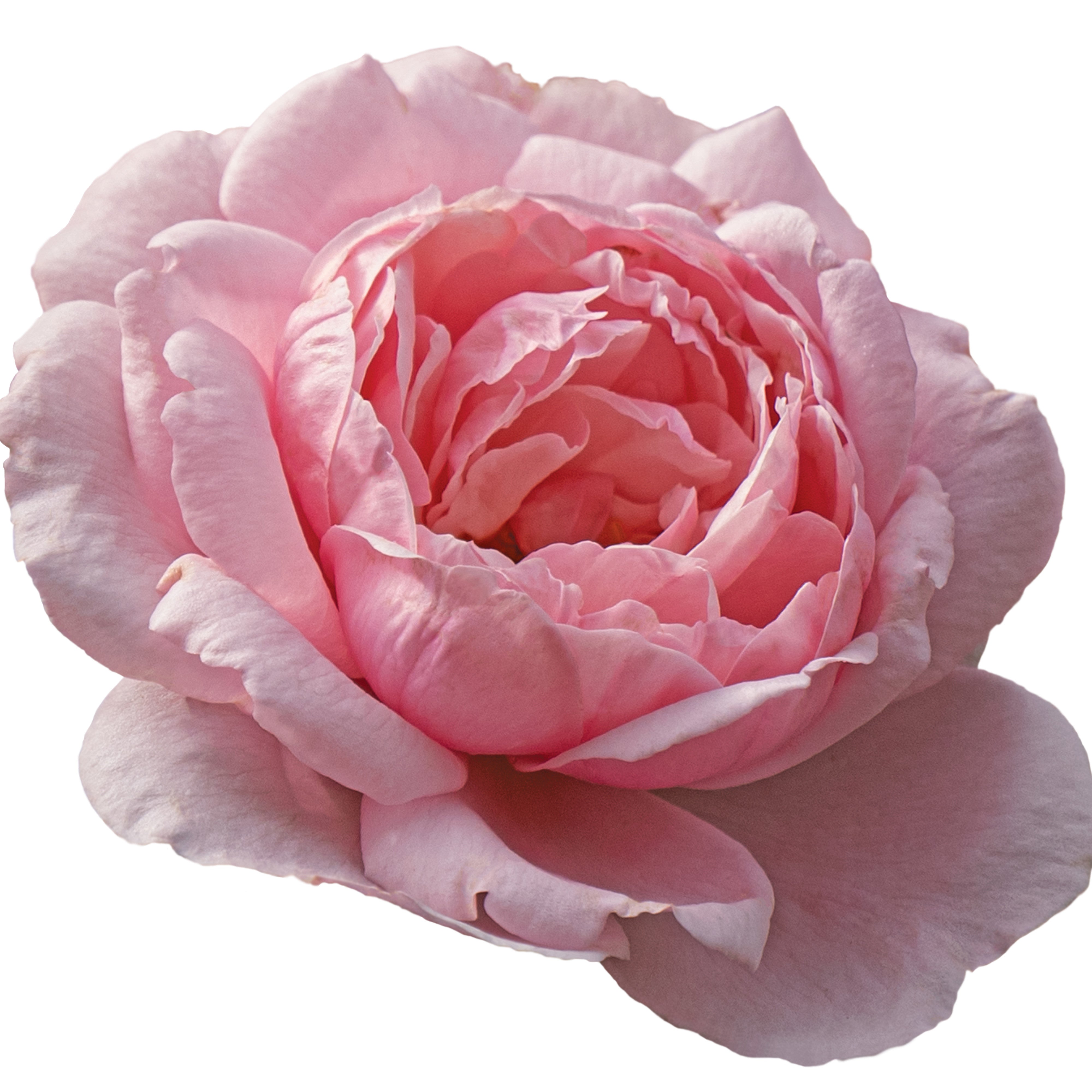 Rose | Reminiscent® Pink | Proven Winners® Shrubs – Proven Winners