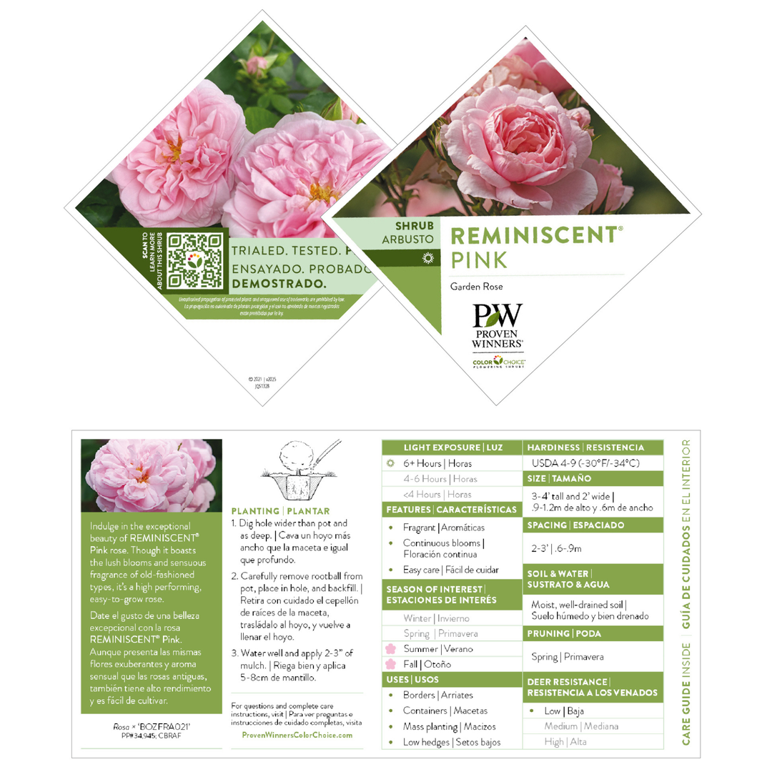 Rose | Reminiscent® Pink | Proven Winners® Shrubs – Proven Winners Rose | Reminiscent® Pink | Proven Winners® Shrubs – Proven Winners