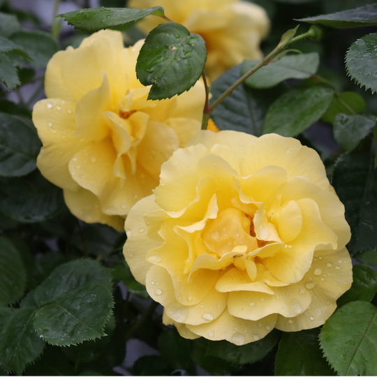 Reminiscent® Yellow Garden Rose (Rosa hybrid) | Proven Winners® New Variety 2026