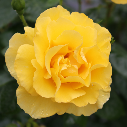 Reminiscent® Yellow Garden Rose (Rosa hybrid) | Proven Winners® New Variety 2026