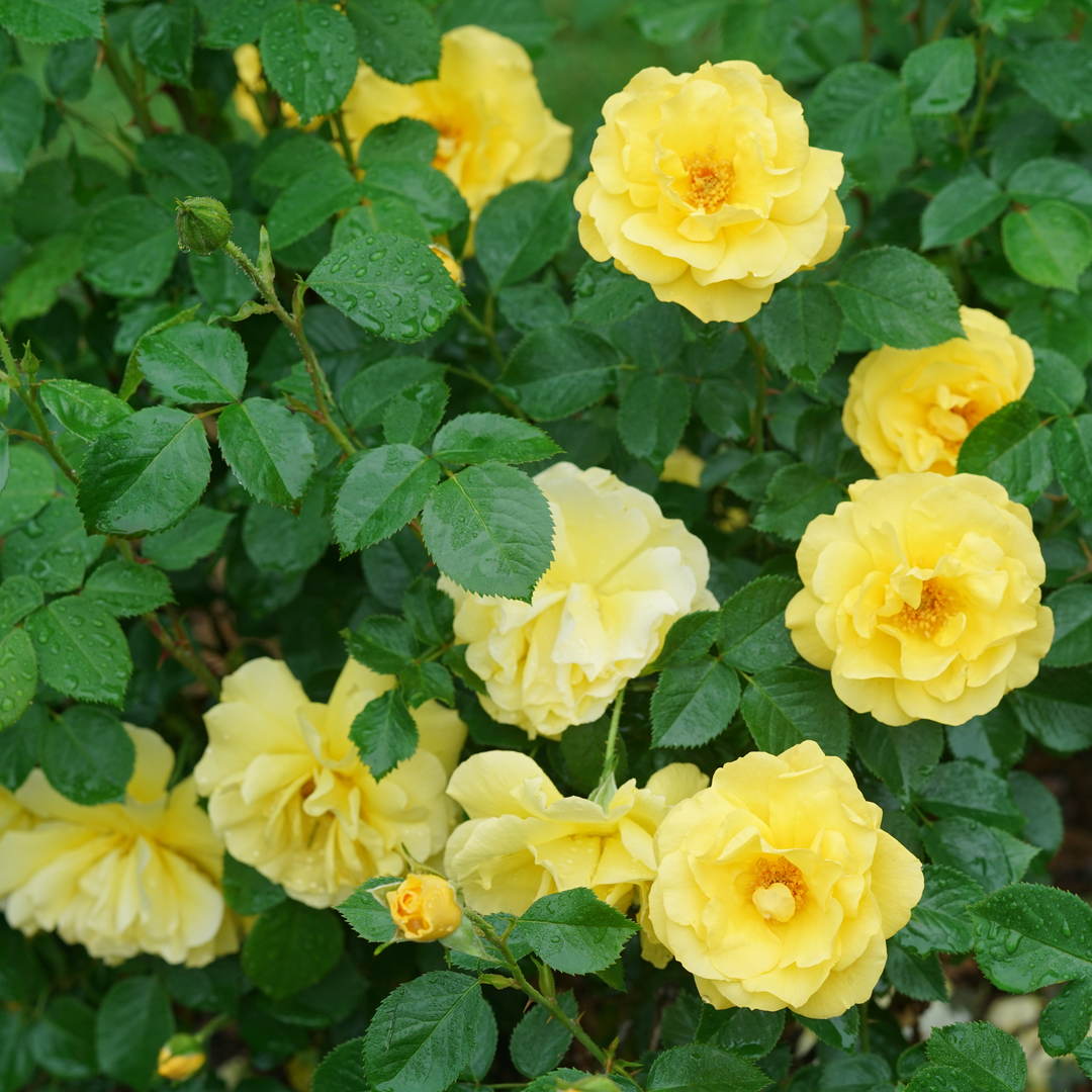 Garden Rose | Reminiscent® Yellow | Proven Winners® Shrubs