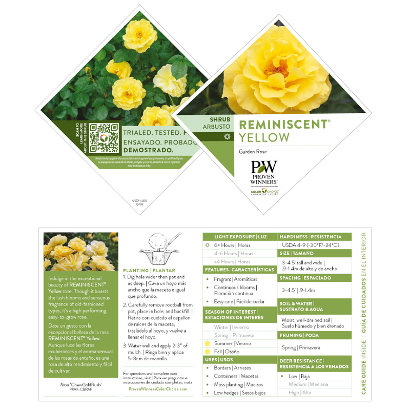 Garden Rose | Reminiscent® Yellow | Proven Winners® Shrubs – Proven ...