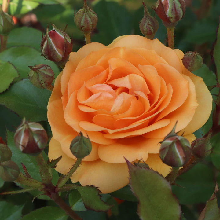 Reminiscent® Ginger Rose | Proven Winners® New Variety 2027