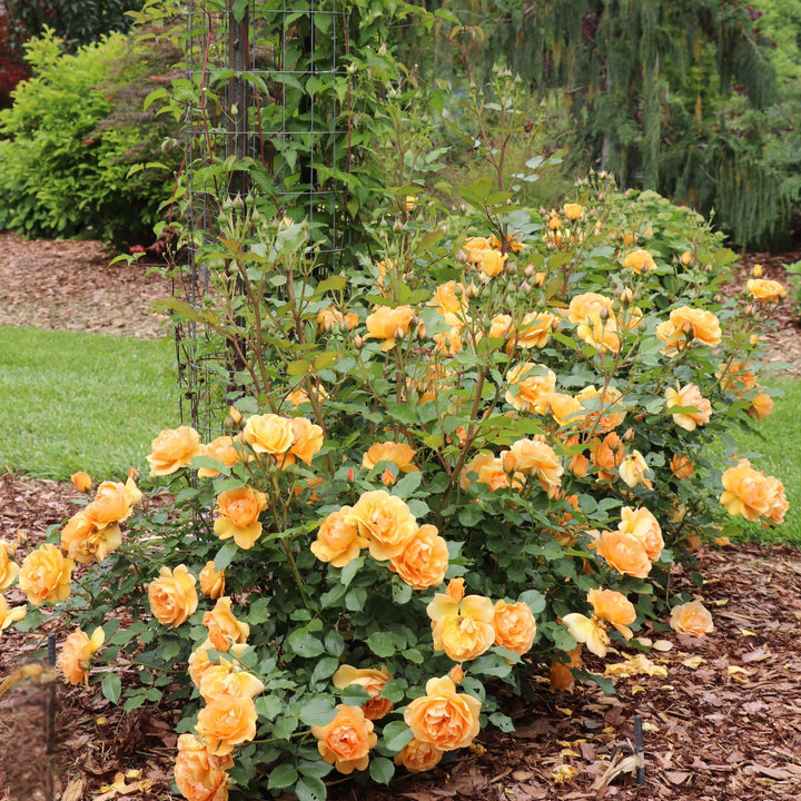 Reminiscent® Ginger Rose | Proven Winners® New Variety 2027