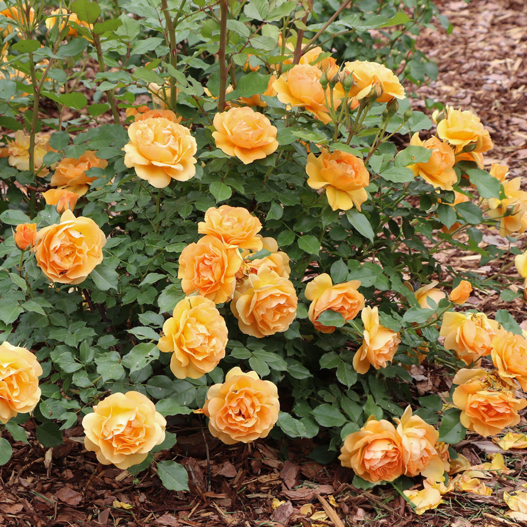 Reminiscent® Ginger Rose | Proven Winners® New Variety 2027