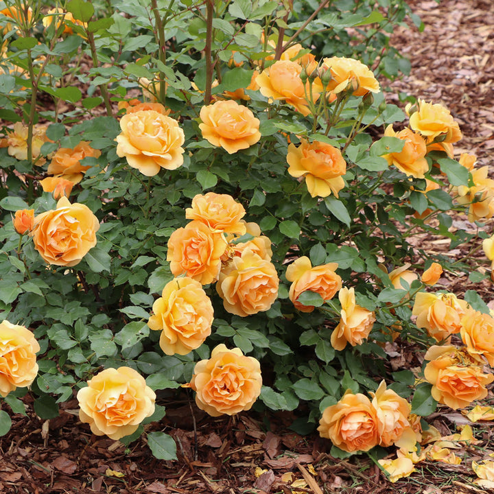 Reminiscent® Ginger Rose | Proven Winners® New Variety 2027