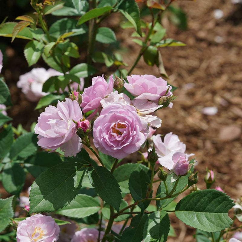 Rise Up Lilac Days Rose up close.