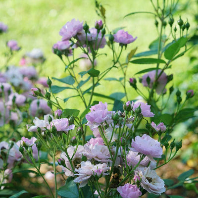 Rise Up Lilac Days Rose up close.