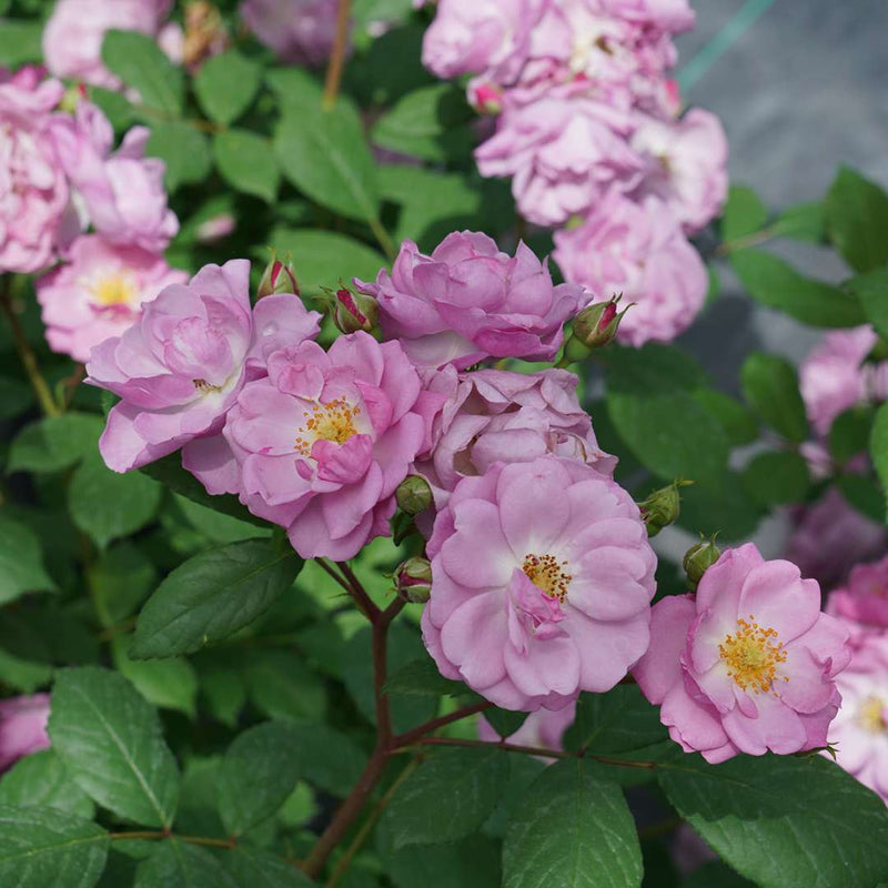 Rise Up Lilac Days Rose up close.