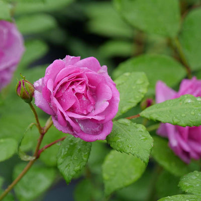 Rise Up Lilac Days Rose up close.