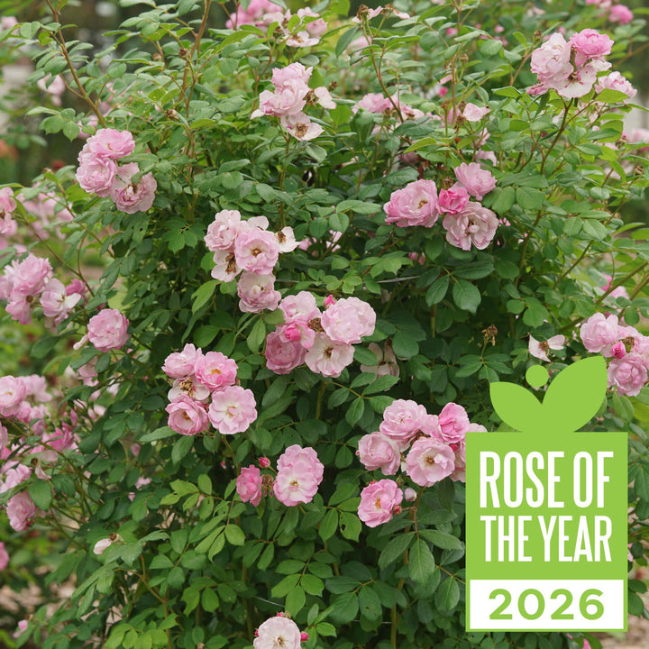 Rose | Rise Up Lilac Days® | Proven Winners® Shrubs – Proven Rose | Rise Up Lilac Days® | Proven Winners® Shrubs – Proven