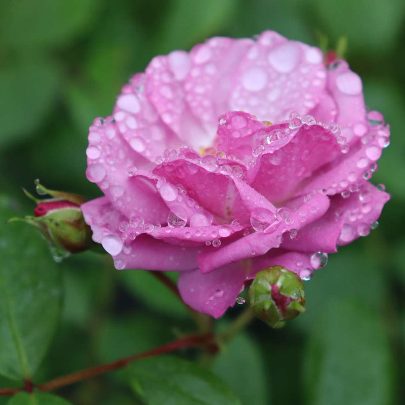 Rise Up Lilac Days Rose up close.